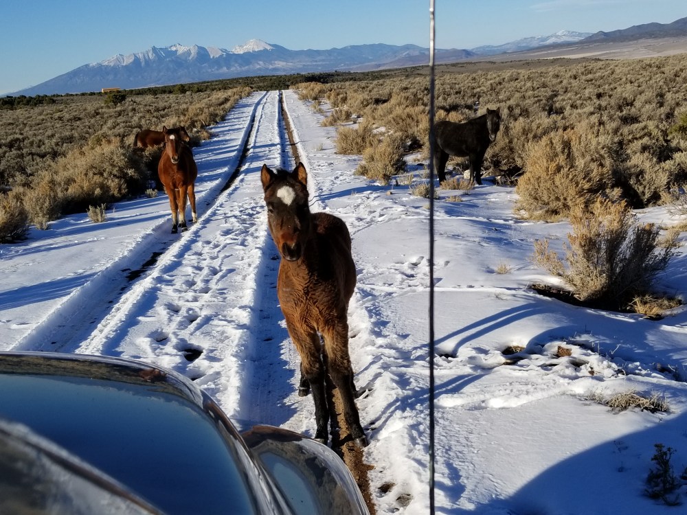Four wild horses on the road. One young one right in front of the car, a pregnant mare behind her and 2 others in the sagebrush off the side of the road. In the background is the snow-capped Mount Blanca.